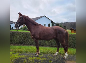 Sportivo Tedesco / Sportivo della Germania, Castrone, 6 Anni, 165 cm, Sauro scuro