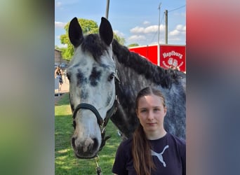 Sportivo Tedesco / Sportivo della Germania, Castrone, 6 Anni, 166 cm, Grigio pezzato