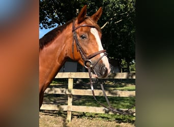 Sportivo Tedesco / Sportivo della Germania, Castrone, 6 Anni, 166 cm, Sauro