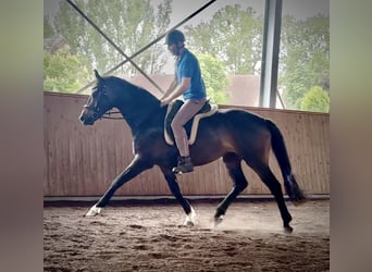 Sportivo Tedesco / Sportivo della Germania, Castrone, 6 Anni, 167 cm, Baio