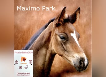 Sportivo Tedesco / Sportivo della Germania, Castrone, 6 Anni, 167 cm, Baio