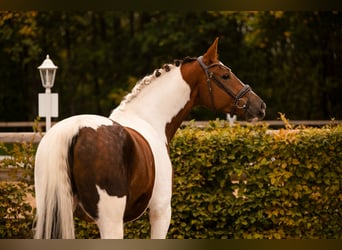 Sportivo Tedesco / Sportivo della Germania, Castrone, 6 Anni, 167 cm, Pezzato