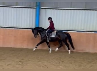 Sportivo Tedesco / Sportivo della Germania, Castrone, 6 Anni, 168 cm, Baio nero