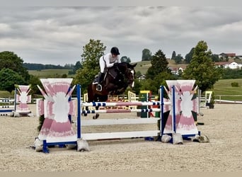 Sportivo Tedesco / Sportivo della Germania, Castrone, 6 Anni, 168 cm, Baio scuro