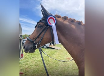 Sportivo Tedesco / Sportivo della Germania, Castrone, 6 Anni, 168 cm, Sauro