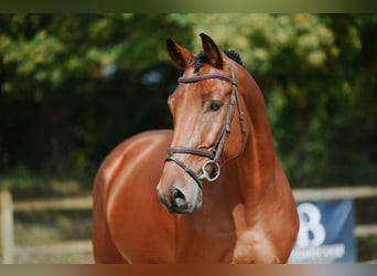 Sportivo Tedesco / Sportivo della Germania, Castrone, 6 Anni, 169 cm, Baio