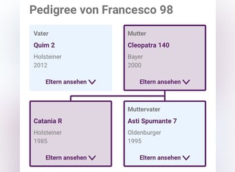 Sportivo Tedesco / Sportivo della Germania, Castrone, 6 Anni, 170 cm, Baio
