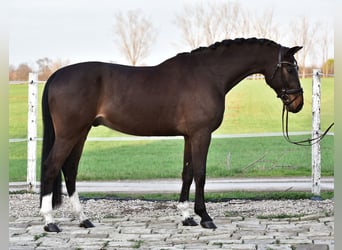 Sportivo Tedesco / Sportivo della Germania, Castrone, 6 Anni, 170 cm, Baio