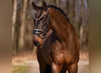 Sportivo Tedesco / Sportivo della Germania, Castrone, 6 Anni, 170 cm, Baio scuro