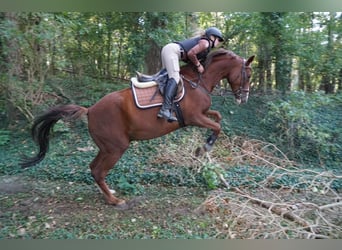 Sportivo Tedesco / Sportivo della Germania, Castrone, 6 Anni, 170 cm, Sauro