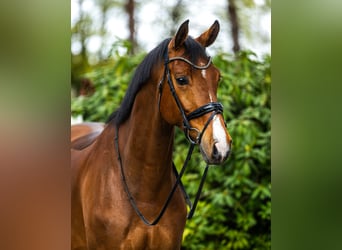Sportivo Tedesco / Sportivo della Germania, Castrone, 6 Anni, 172 cm, Baio