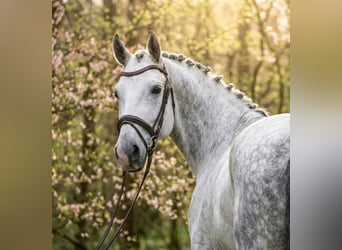Sportivo Tedesco / Sportivo della Germania, Castrone, 6 Anni, 172 cm, Grigio