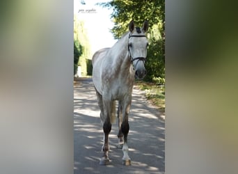 Sportivo Tedesco / Sportivo della Germania, Castrone, 6 Anni, 172 cm, Grigio