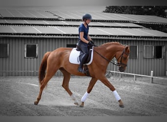 Sportivo Tedesco / Sportivo della Germania, Castrone, 6 Anni, 172 cm, Sauro