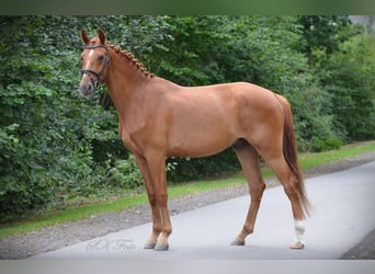 Sportivo Tedesco / Sportivo della Germania, Castrone, 6 Anni, 172 cm, Sauro