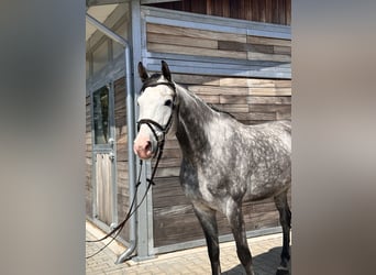 Sportivo Tedesco / Sportivo della Germania, Castrone, 6 Anni, 173 cm, Grigio