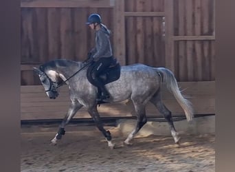 Sportivo Tedesco / Sportivo della Germania, Castrone, 6 Anni, 173 cm, Grigio pezzato