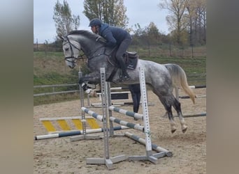 Sportivo Tedesco / Sportivo della Germania, Castrone, 6 Anni, 173 cm, Grigio pezzato