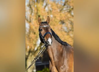 Sportivo Tedesco / Sportivo della Germania, Castrone, 6 Anni, 174 cm, Baio