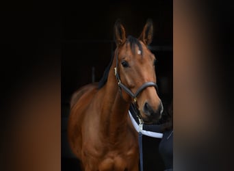 Sportivo Tedesco / Sportivo della Germania, Castrone, 6 Anni, 174 cm, Baio