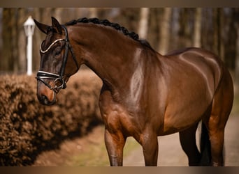 Sportivo Tedesco / Sportivo della Germania, Castrone, 6 Anni, 174 cm, Baio scuro