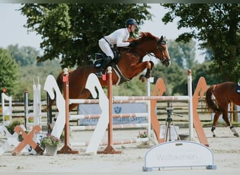 Sportivo Tedesco / Sportivo della Germania, Castrone, 6 Anni, 174 cm, Sauro