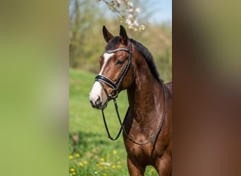 Sportivo Tedesco / Sportivo della Germania, Castrone, 6 Anni, 175 cm, Baio ciliegia