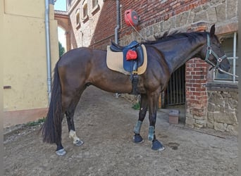 Sportivo Tedesco / Sportivo della Germania, Castrone, 6 Anni, 175 cm, Morello