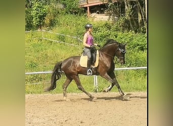 Sportivo Tedesco / Sportivo della Germania, Castrone, 6 Anni, 175 cm, Morello