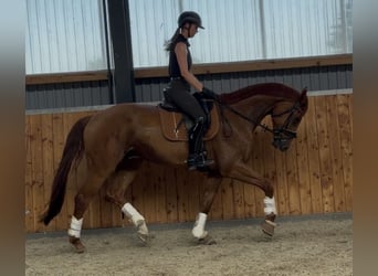 Sportivo Tedesco / Sportivo della Germania, Castrone, 6 Anni, 175 cm, Sauro