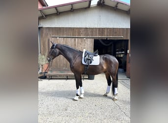 Sportivo Tedesco / Sportivo della Germania, Castrone, 6 Anni, Baio scuro