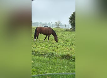 Sportivo Tedesco / Sportivo della Germania, Castrone, 7 Anni, 164 cm, Baio