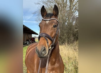 Sportivo Tedesco / Sportivo della Germania, Castrone, 7 Anni, 164 cm, Baio