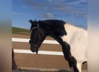 Sportivo Tedesco / Sportivo della Germania, Castrone, 7 Anni, 167 cm, Pezzato