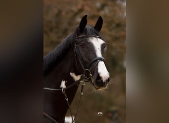 Sportivo Tedesco / Sportivo della Germania, Castrone, 7 Anni, 167 cm, Pezzato