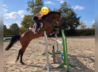 Sportivo Tedesco / Sportivo della Germania, Castrone, 7 Anni, 168 cm, Baio