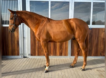 Sportivo Tedesco / Sportivo della Germania, Castrone, 7 Anni, 168 cm, Sauro