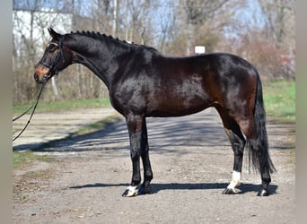 Sportivo Tedesco / Sportivo della Germania, Castrone, 7 Anni, 170 cm, Baio scuro