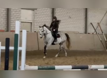 Sportivo Tedesco / Sportivo della Germania, Castrone, 7 Anni, 172 cm, Grigio