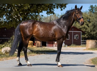 Sportivo Tedesco / Sportivo della Germania, Castrone, 7 Anni, 173 cm, Baio scuro