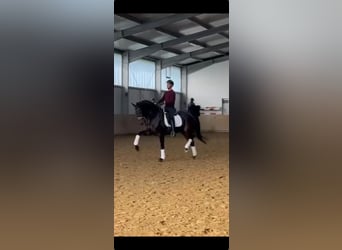 Sportivo Tedesco / Sportivo della Germania, Castrone, 7 Anni, 174 cm, Baio