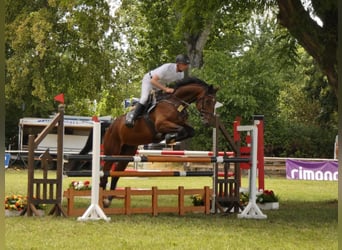 Sportivo Tedesco / Sportivo della Germania, Castrone, 7 Anni, 174 cm, Baio scuro
