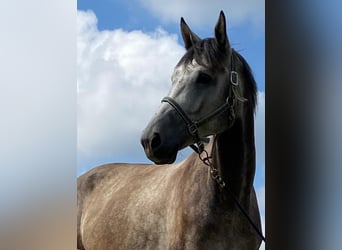 Sportivo Tedesco / Sportivo della Germania, Castrone, 7 Anni, 174 cm, Grigio