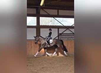 Sportivo Tedesco / Sportivo della Germania, Castrone, 7 Anni, 174 cm, Morello