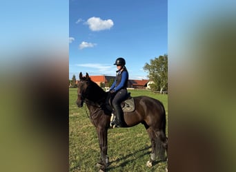 Sportivo Tedesco / Sportivo della Germania, Castrone, 7 Anni, 175 cm, Baio