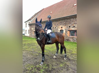 Sportivo Tedesco / Sportivo della Germania, Castrone, 7 Anni, 175 cm, Baio