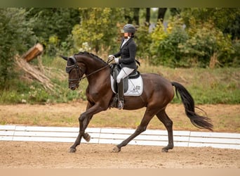 Sportivo Tedesco / Sportivo della Germania, Castrone, 7 Anni, 175 cm, Morello