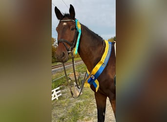 Sportivo Tedesco / Sportivo della Germania, Castrone, 7 Anni, 178 cm, Baio