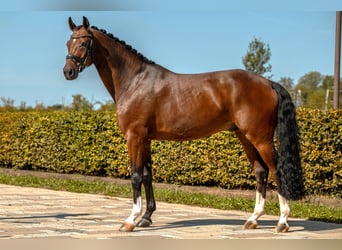 Sportivo Tedesco / Sportivo della Germania, Castrone, 7 Anni, 178 cm, Baio