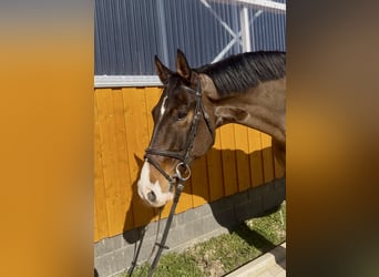 Sportivo Tedesco / Sportivo della Germania, Castrone, 7 Anni, 180 cm, Baio